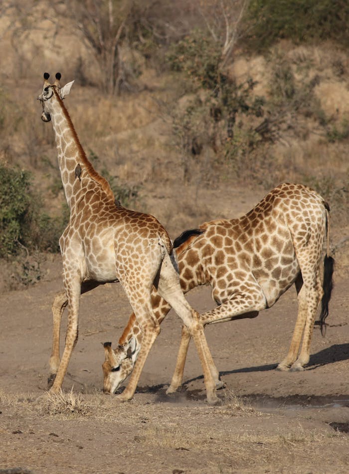 gallery-6 Free stock photo of giraffa camelopardalis, giraffe, mammal