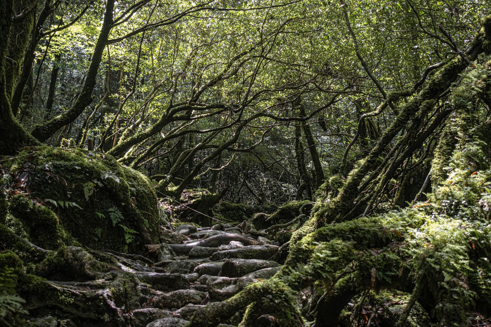 What Nobody Tells You About Yakushima Island cover 1997