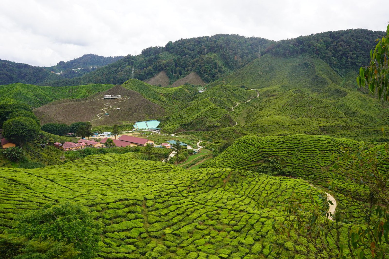 What Nobody Tells You About Cameron Highlands cover 2393